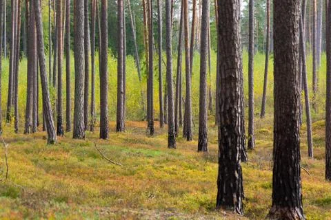 Pine forest in Jurmala Stock Photos