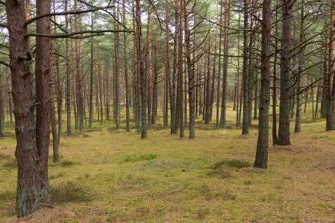 Pine forest in Jurmala Stock Photos