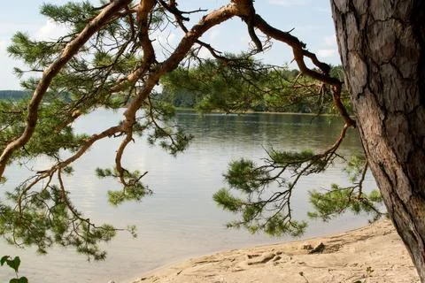 Pine forest on the lake shore. Stock Photos