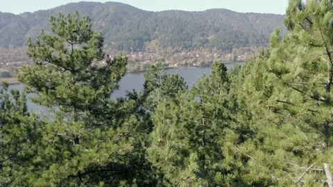 Pine forest with lake view Stock Footage 219612395