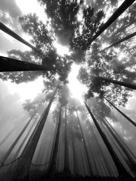 Pine forest of Lamhatta Darjeeling Stock Photos