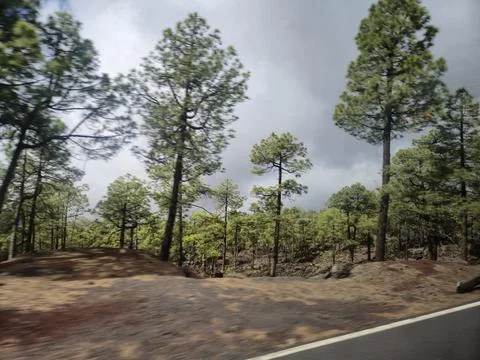 Pine forest landscape beside a roadside under cloudy sky Stock Photos