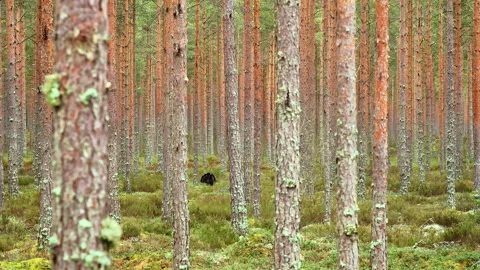 Pine forest landscape with a capercaillie roosting in spring. Tetrao urogallus Stock Footage 310490811