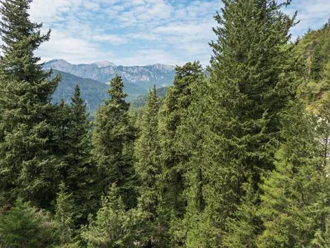 Pine forest landscape with distant mountains under a blue sky Stock Photos