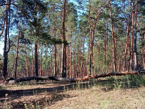 Pine forest landscape with fallen tree trunk Foto stock