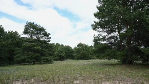 Pine Forest Landscape with Meadow and Cloudy Sky in Summer. 4K 60fps Stock Footage 335244383