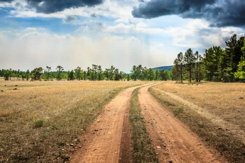 Pine forest landscape Stock Photos