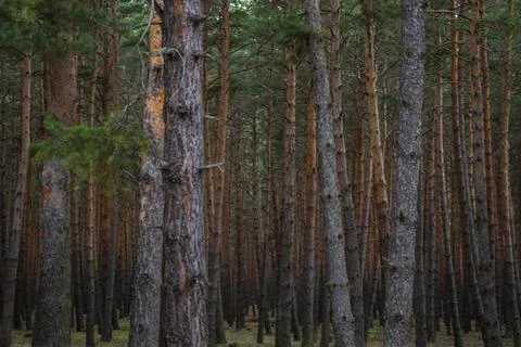 Pine forest landscape Stock Photos