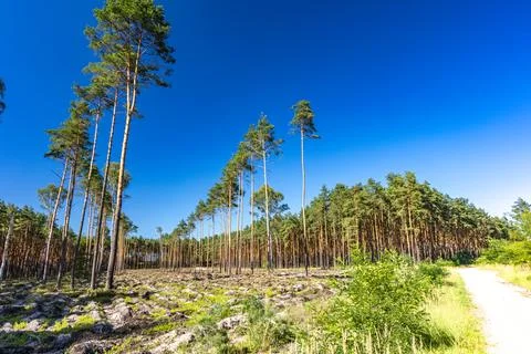 Pine Forest Landscape with Rocky Clearing Under Blue Summer Sky Stock Photos