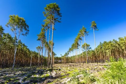 Pine Forest Landscape with Rocky Clearing Under Blue Summer Sky Stock Photos