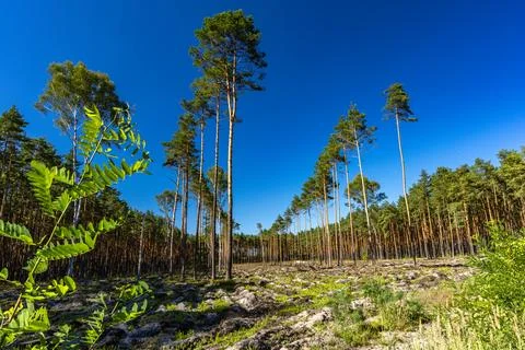 Pine Forest Landscape with Rocky Clearing Under Blue Summer Sky Stock Photos