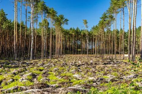 Pine Forest Landscape with Rocky Clearing Under Blue Summer Sky Stock Photos