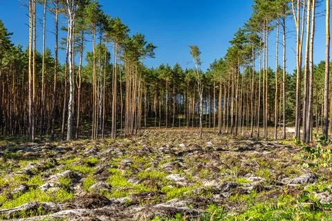 Pine Forest Landscape with Rocky Clearing Under Blue Summer Sky Stock Photos