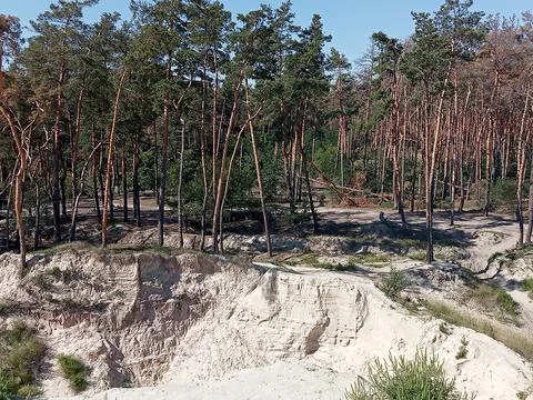 Pine Forest Landscape With Sandy Cliffs and Summer Sunlight Stock Photos