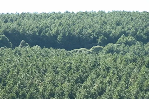 Pine Forest Landscape SD-07 Stock-Footage 37669473