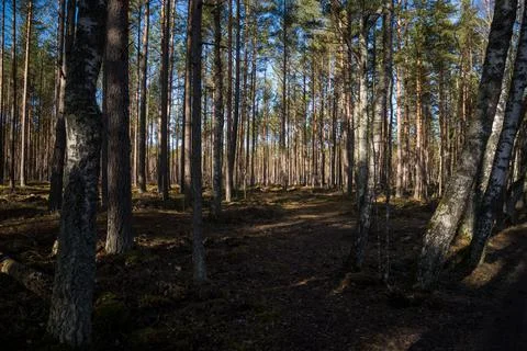 Pine forest landscape in spring. Stock Photos