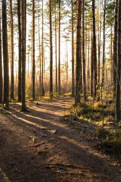 Pine forest landscape at sunset, path and sun rays shining through trees. Trail 写真素材
