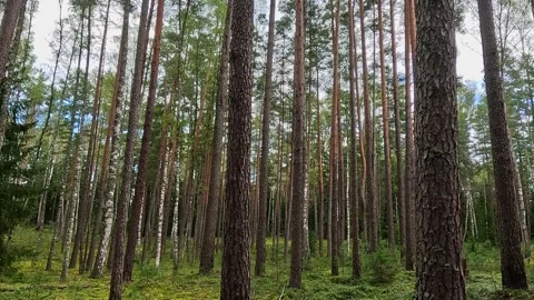 Pine forest landscape with tall trees and soft daylight breeze Stock Footage 320836570