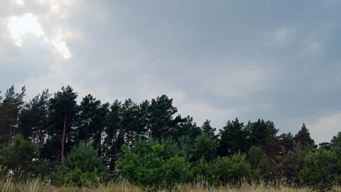 Pine forest landscape under dramatic cloudy sky on overcast summer day Vídeo Stock 339589075