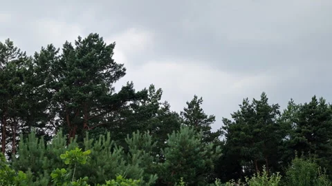 Pine forest landscape under dramatic cloudy sky on overcast summer day Stock Footage 339589136
