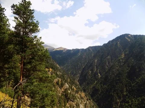 A pine forest in a large valley. Tusheti national park, Georgia Stock Photos
