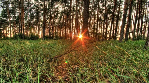Pine forest with the last of the sun shining through the trees. HDR HD Video Stock Footage 25300191