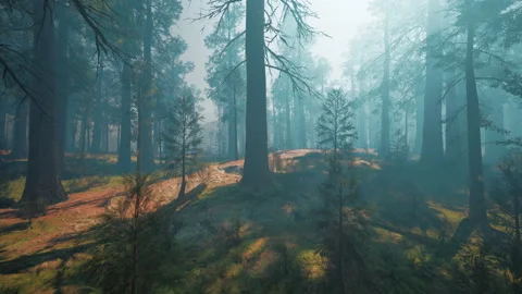 Pine forest with the last of the sun shining through the trees Stock Footage 233529750