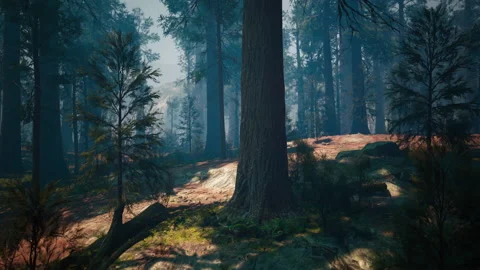 Pine forest with the last of the sun shining through the trees Stock Footage 239421623