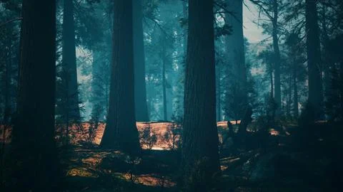 Pine forest with the last of the sun shining through the trees Ilustração Stock