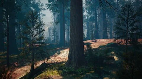 Pine forest with the last of the sun shining through the trees Stock Illustration