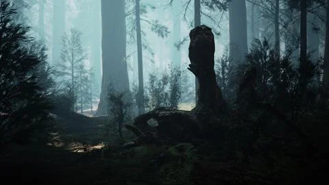 Pine forest with the last of the sun shining through the trees Ilustração Stock