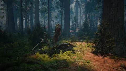 Pine forest with the last of the sun shining through the trees Stock Illustration