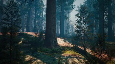 Pine forest with the last of the sun shining through the trees Stock Illustration