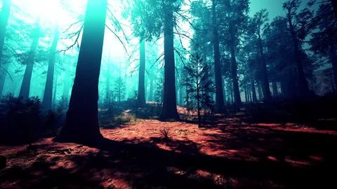 Pine forest with the last of the sun shining through the trees Ilustración de archivo