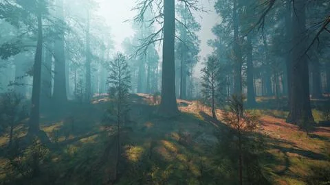 Pine forest with the last of the sun shining through the trees Ilustração Stock