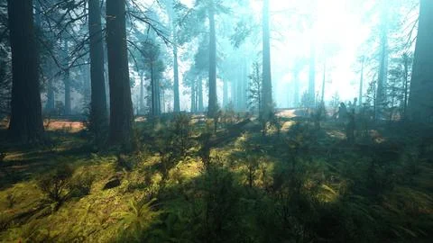 Pine forest with the last of the sun shining through the trees Ilustración de archivo