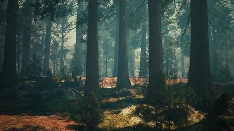 Pine forest with the last of the sun shining through the trees Ilustração Stock