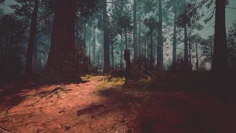 Pine forest with the last of the sun shining through the trees Ilustração Stock