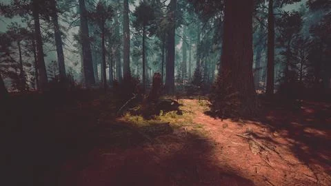 Pine forest with the last of the sun shining through the trees Stock Illustration