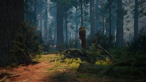 Pine forest with the last of the sun shining through the trees Ilustración de archivo