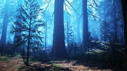 Pine forest with the last of the sun shining through the trees Stock Illustration