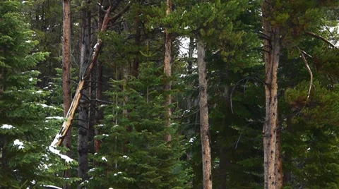 Pine Forest Late Spring Snow Video stock 38491679