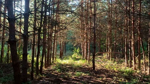 Pine forest. The light of the evening sun among the pine trees in the forest Stock Footage 321432778