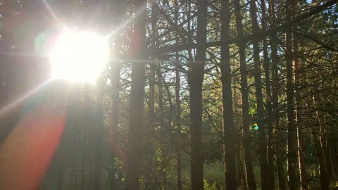 Pine forest. The light of the evening sun among the pine trees in the forest Stock Footage 321432825