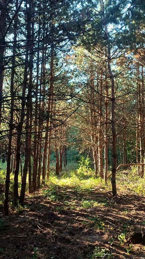 Pine forest. The light of the evening sun among pine trees in forest Vertical Stock Footage 321432870