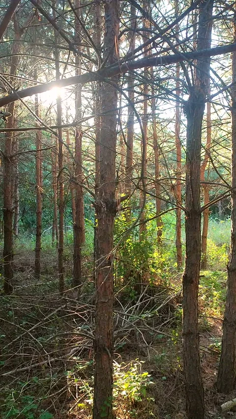 Pine forest. The light of the evening sun among pine trees in forest Vertical Stock Footage 321432894
