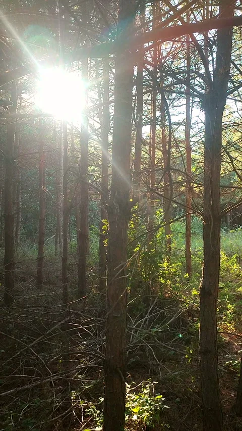 Pine forest. The light of the evening sun among pine trees in forest Vertical Stock Footage 321432917