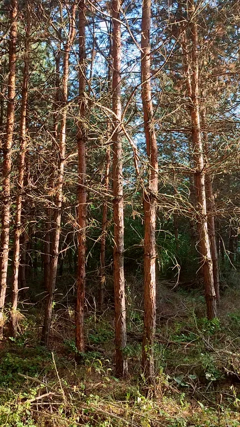 Pine forest. The light of the evening sun among pine trees in forest Vertical Stock Footage 321432931