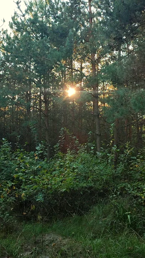 Pine forest. The light of the evening sun among pine trees in forest Vertical Stock Footage 321432944