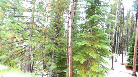 Pine Forest with Light Springtime Snow 库存影片 38491199